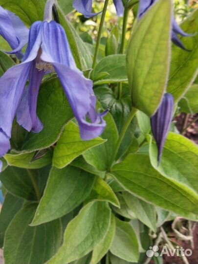 Семена кустовых клематисов