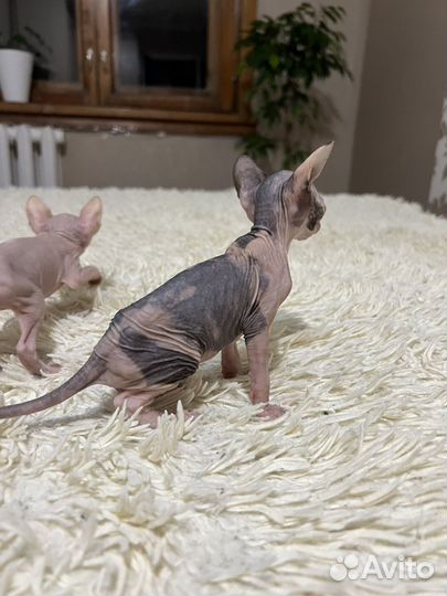 Канадский сфинкс