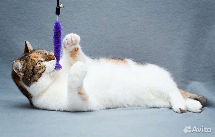 Мультяшная кошка Щёчка ищет дом