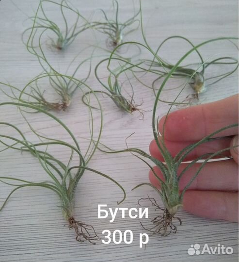 Тилландсии (мини) ч.3