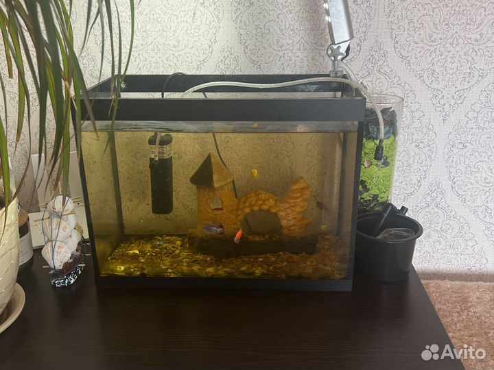 Аквариум с рыбками бесплатно