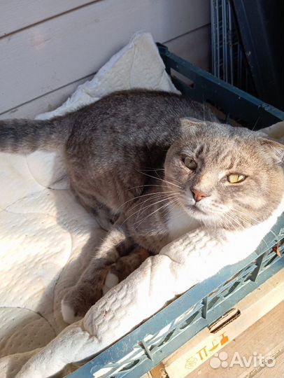 Вислоухий кот