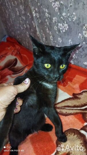 Котик в дар бесплатно