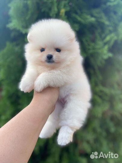 Померанский шпиц микро девочка