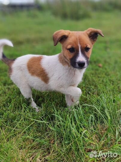 Собака в добрые руки маленькая порода