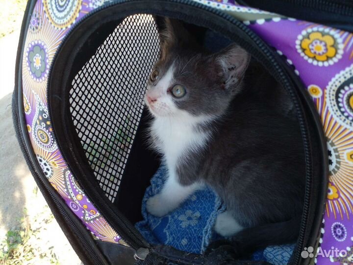 Котёнок-девочка выживает на улице. В дар