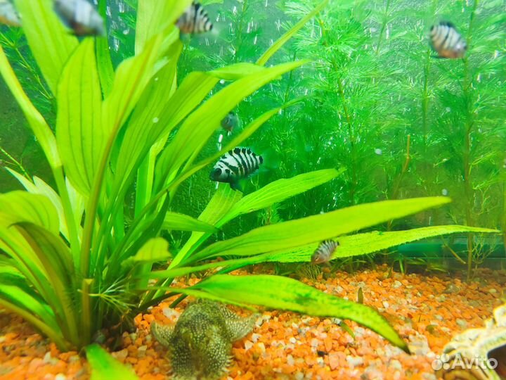 Цихлозома чернополосая