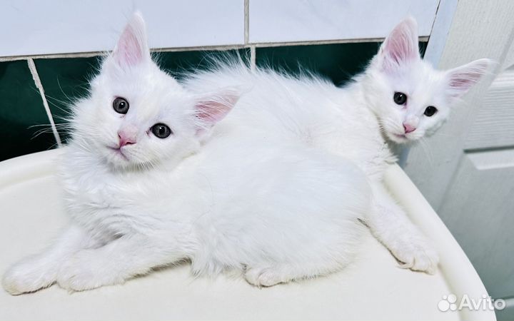 Котята мейн-кун