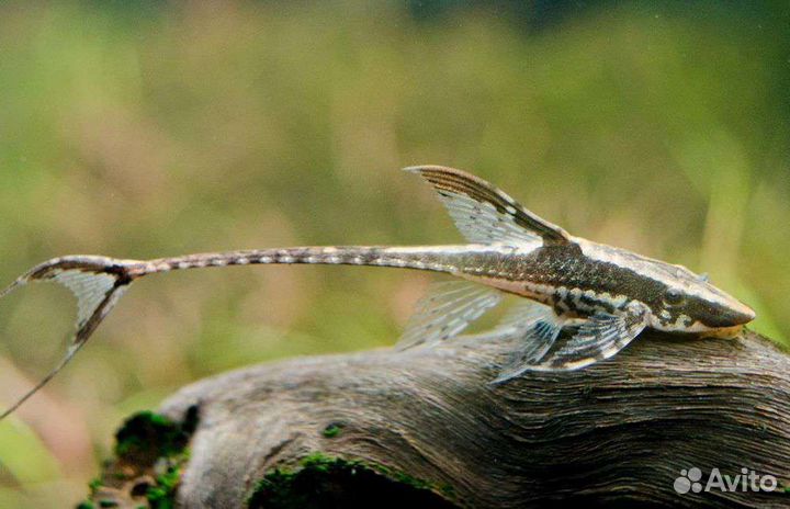 Аквариумные рыбки