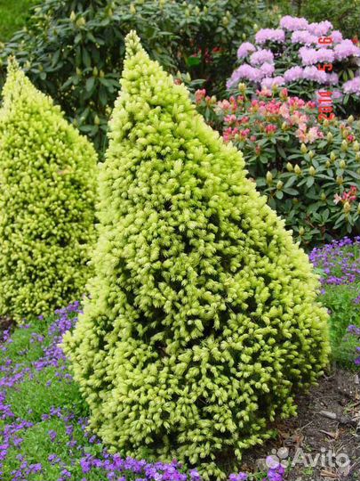 Ели канадские Коника,Рейнбов Энд,Дези Уайт