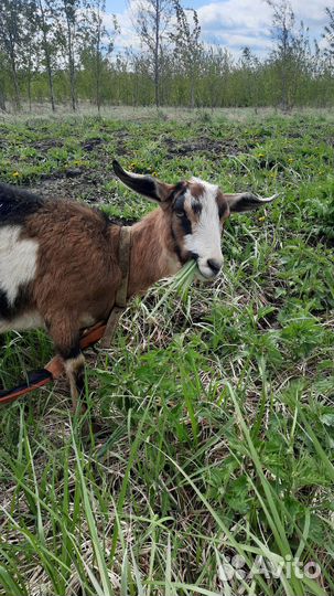 Козы дойные, козлята