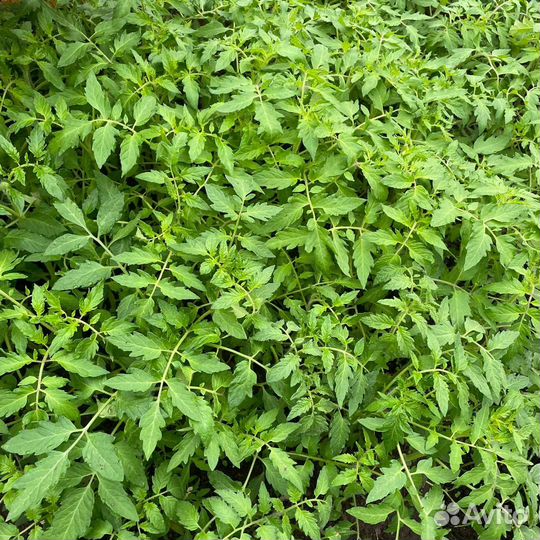 Рассада помидор перцев огурцов цветов клубника