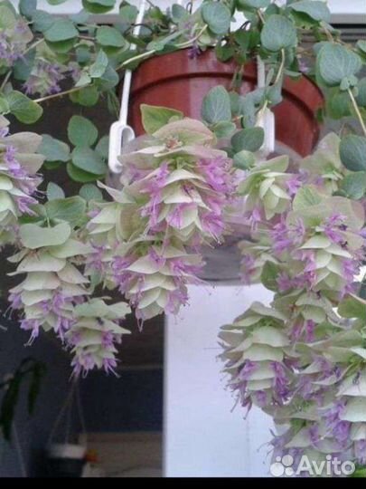 Саженцы Душица Кент Бьюти