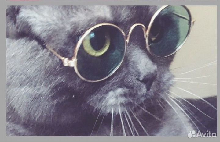 Очки для кошек и собак