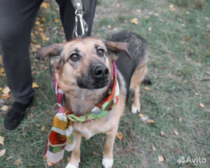 Зайка из приюта мечтает о жизни