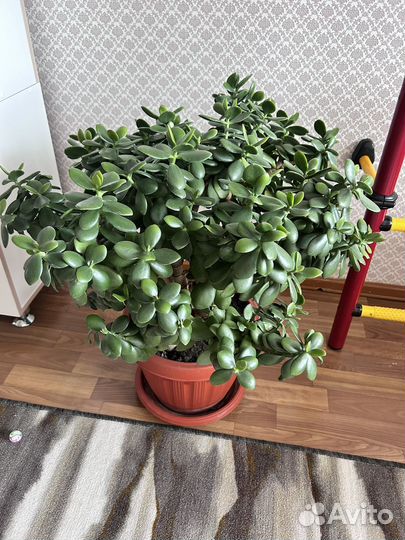 Денежное дерево толстянка