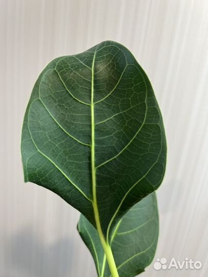 Фикус бенгальский Кришна