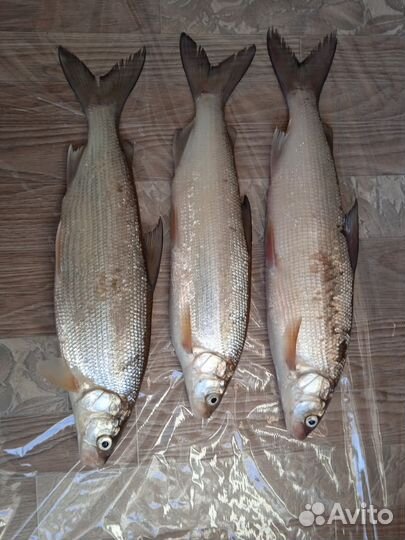 Свежая рыба