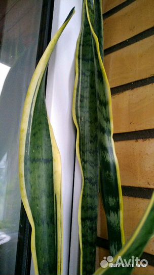 Сансевиерия Щучий хвост 90см