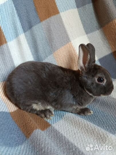 Карликовый кролик породы рекс
