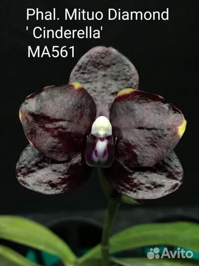 Орхидея Phal. Mituo Diamond Sinderella 