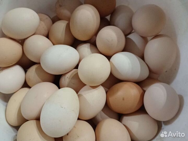 Домашние куриные яйца