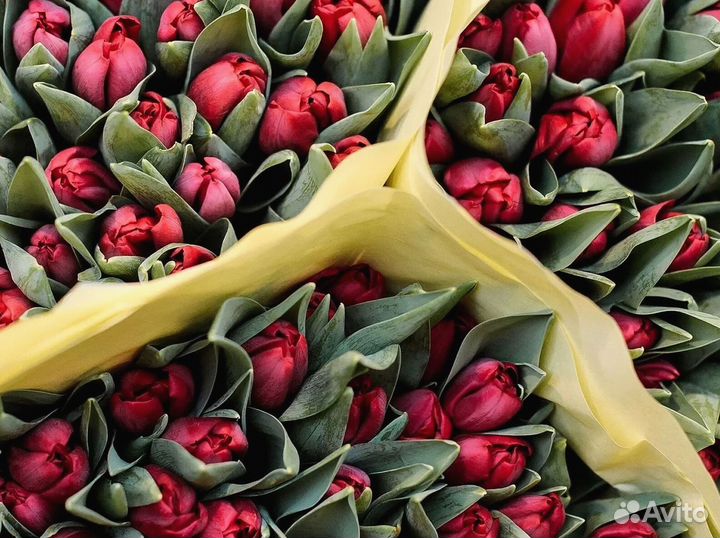 Оптом тюльпаны