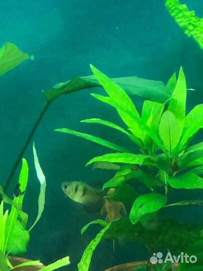 Аквариумные Рыбки Тернеция Гло Данио Гуппи Синии