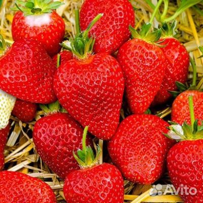 Садовая земляника (клубника) Альба