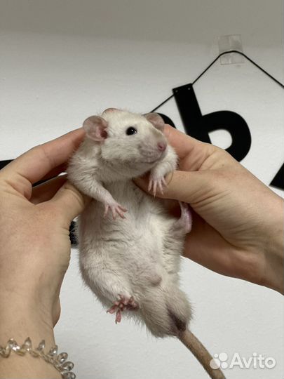 Крыса дамбо рекс