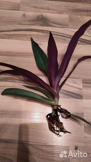 Традесканция Рео (лодка Моисея)