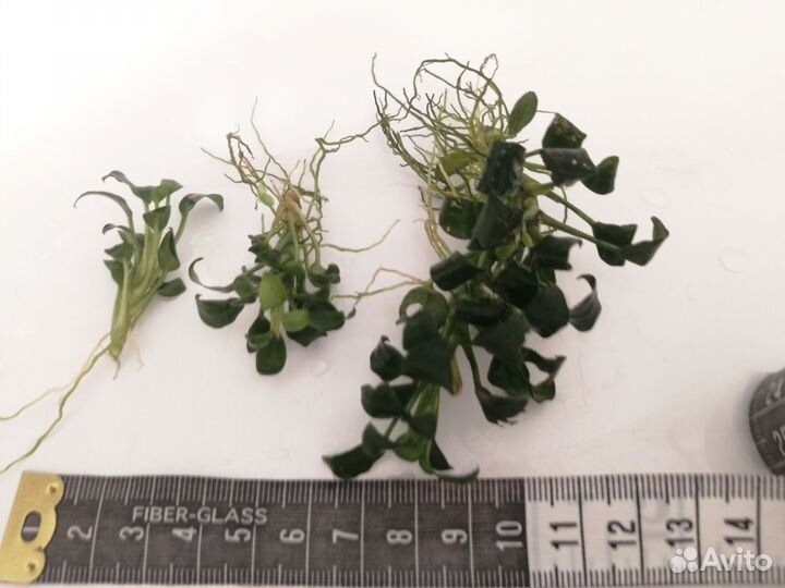 Аквариумное растение