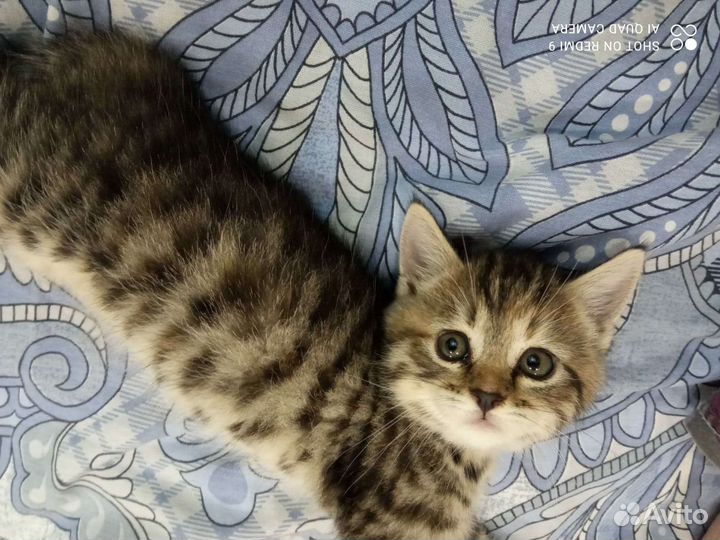 Кошка в дар бесплатно