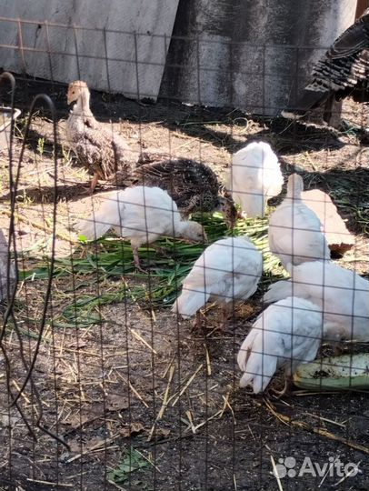 Индюшата домашние