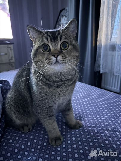 Шотладский кот вязка