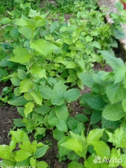 Саженцы жасмина