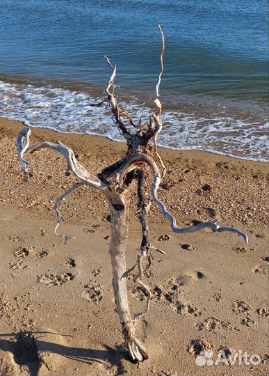 Коряга морская, дрифтвуд