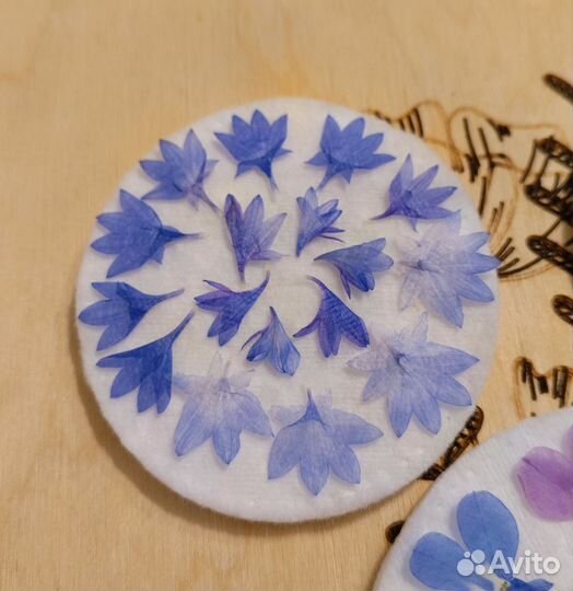 Сухоцветы плоской сушки(лобелия,василек,незабудка)