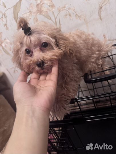 Собака мальтипу