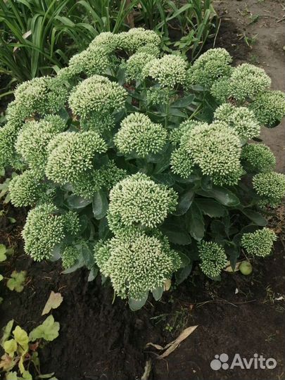 Очитки (седумы)