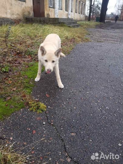 Юкки ищет дом