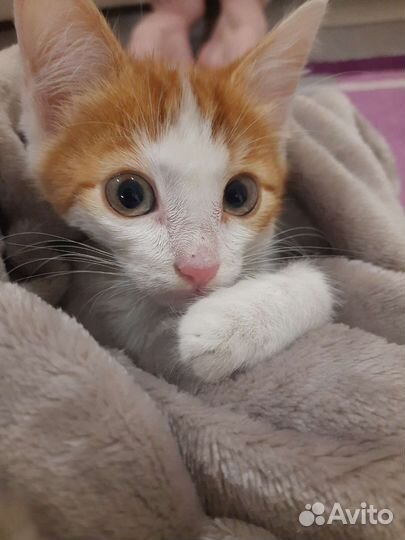 Рыжий котенок в добрые руки