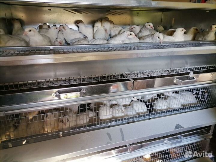 Перепела Феникс золотистый,Фараон,Техасский перепе