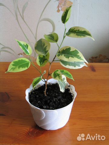 Фикус двухцветный