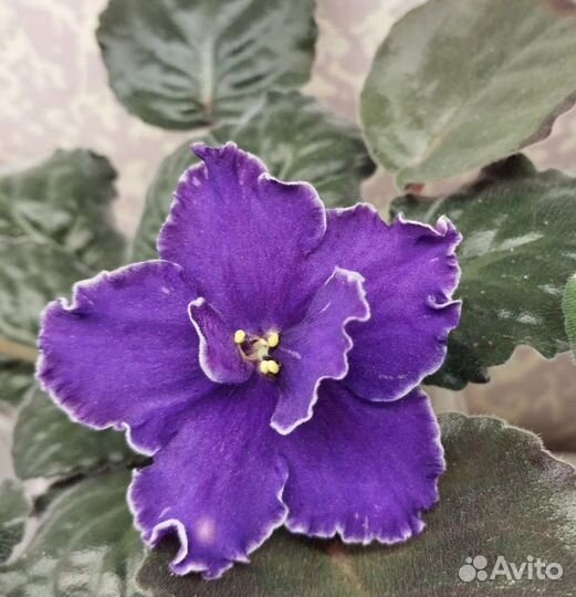 Сортовые фиалки