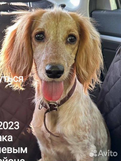 Найдена собака спаниель найдена