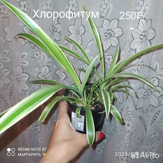 Комнатные цветы