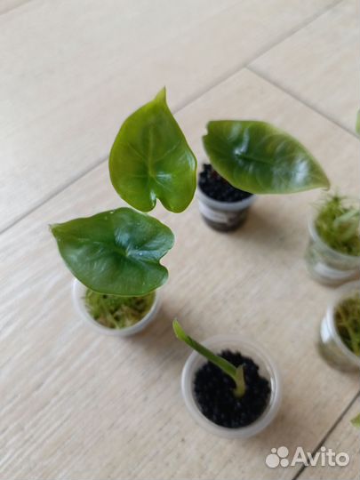 Алоказии набор