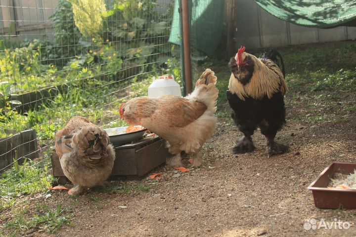 Фавероль инкубационные яйца, цыплята