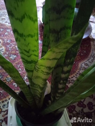 Сансивиерии разных размеров и высоты